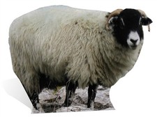 Sheep  Lifesize Cardboard