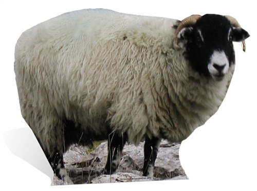 Sheep lifesize cardboard - lifesize,