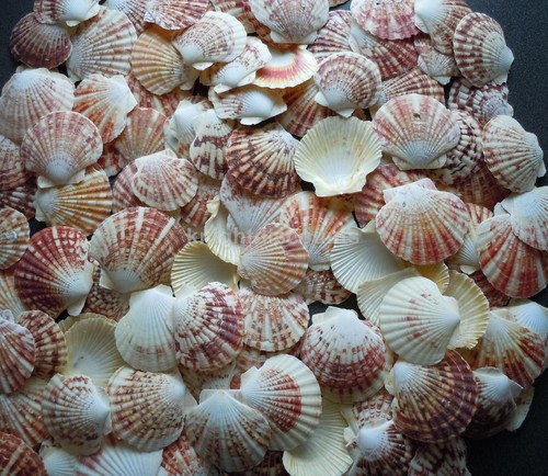 Sea shells pecten natural - shells,