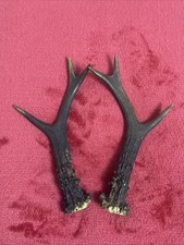 PAIR OF ROE DEER ANTLERS 