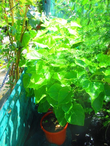 5ft 4ft golden indian bean - indian,