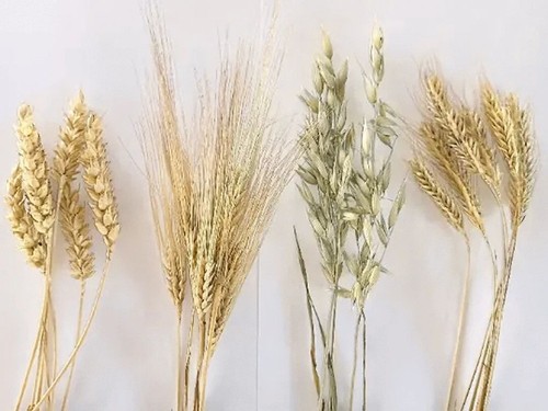 Set organic oat - set, of
