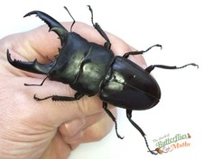 Huge Stag Beetle Dorcus