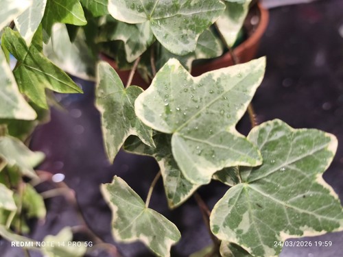 Hedera helix english ivy - 5x,