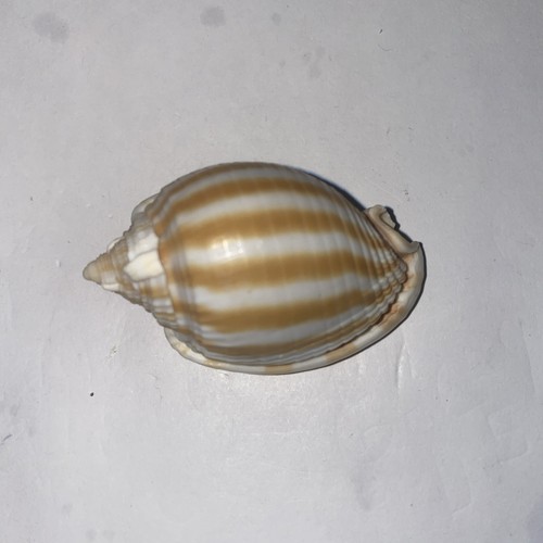 Phalium muangmani bonnet - phalium,