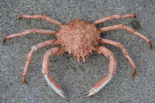 Large european spider - --large,