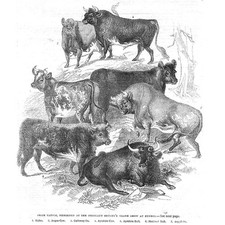 DUNDEE Prize Cattle at The Highland Society Show - Antique Print 1843