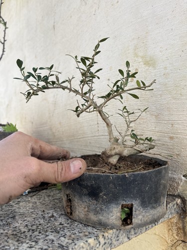 Olive bonsai same - olive,