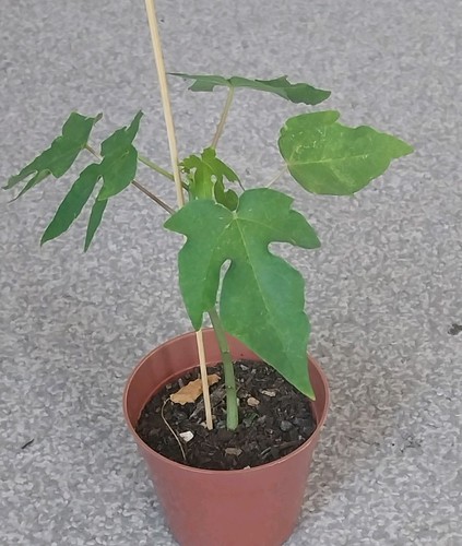 Tall healthy potted - tall,