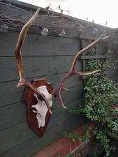 Taxidermy  Red Deer Antlers