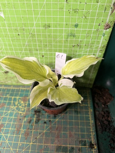 Hosta perennial plant - -, lot