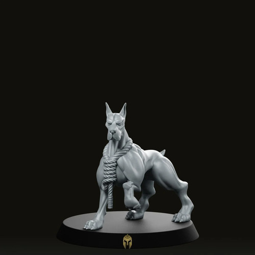 Doberman companion dog - companion,