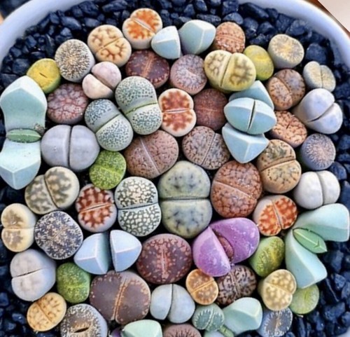 Lithops living stones pick - living,