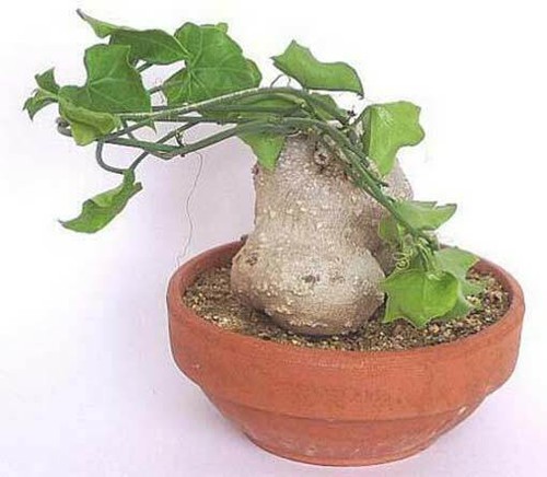 Zehneria scabra seeds - 10,