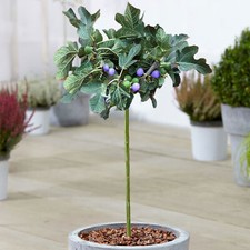 Ficus Brown Turkey Tree |