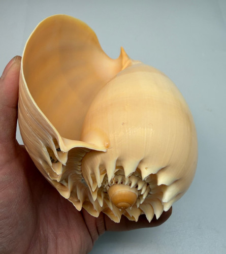 Crowned baler melon shell - crowned,