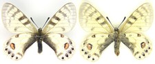 MOUNTED SPREAD BUTTERFLY -