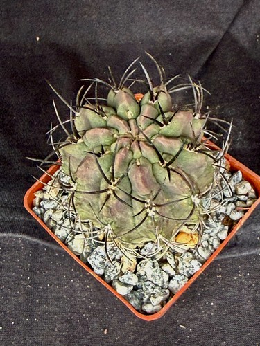 Neochilenia jussieui cactus - neochilenia, jussieui,