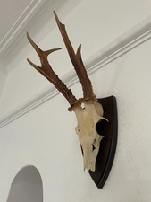 Pointy Mounted Antlers  Roe