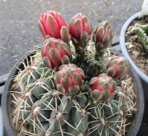Gymnocalycium baldianum - gymnocalycium, baldianum-