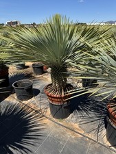 yucca rostrata 3ft Height 35L Pot very hardy for UK weather 100 available