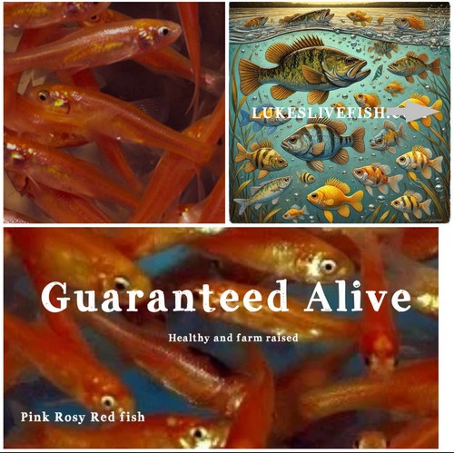 Live feeder fish pink - 35+,