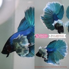 Live Tropical Betta Fish -- Green Dumbo Ears HM Male
