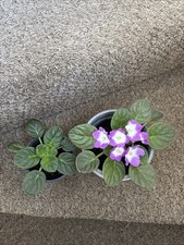African Violet Bare-Root Plant
