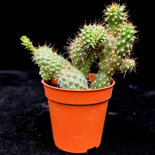 Opuntia fulgida prickly pear - fulgida,