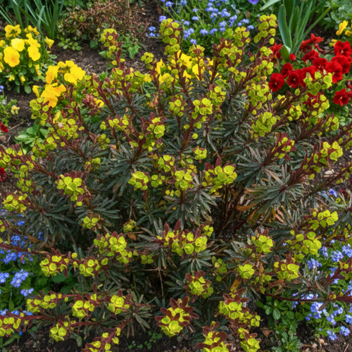 Large plant euphorbia - –,