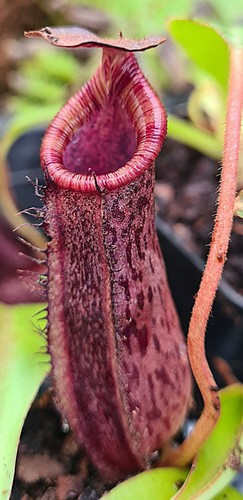 Nepenthes spectabilis lowii - nepenthes,