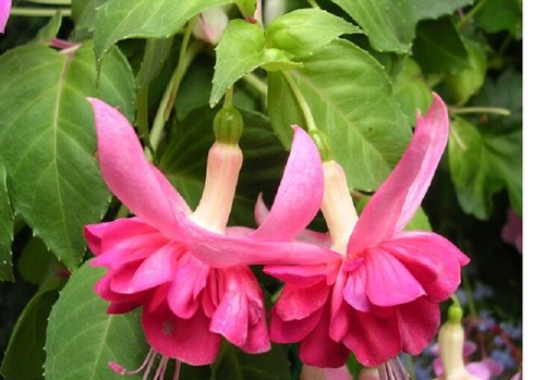 Fuchsia double plug - 7,