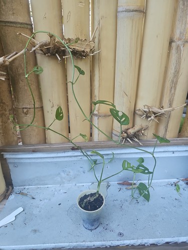 Long monstera adansonii 5 - long, 2,5