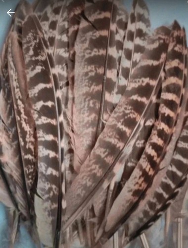 Wings pheasant - wings,