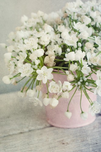 20x allium neapolitanum spring - 20x,