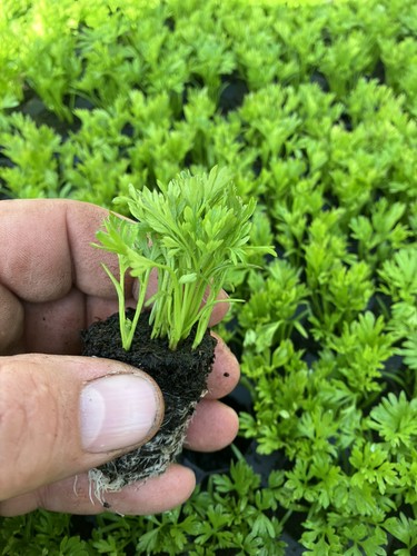 Carrots resistafly x18 - carrots,