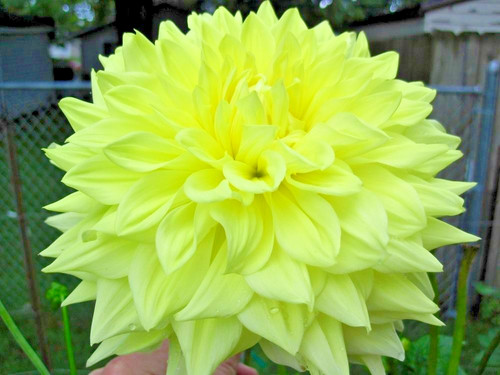 Dinner plate dahlia wandas - plate,