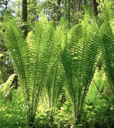 Gigantic xxxl shuttlecock fern - xxxl,