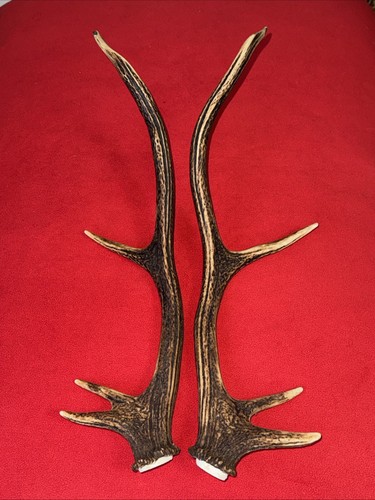 Pair red deer - of,