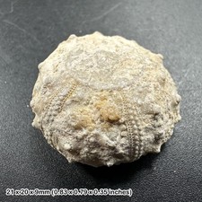 Cidaris Sea Urchin Fossil