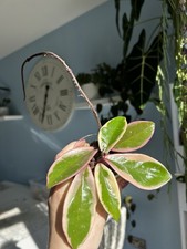 Hoya Carnosa Flamingo Dreams