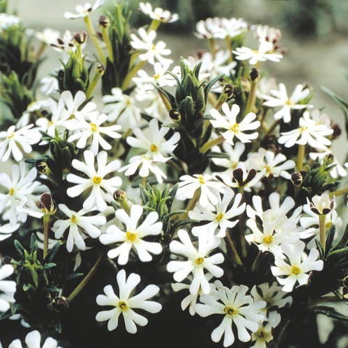 Night phlox packet white - phlox,