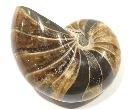 Fossil nautilus best grade - best,