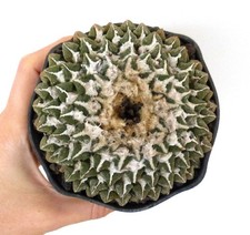 Ariocarpus kotschoubeyanus