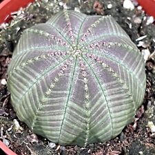 Large Euphorbia Obesa Baseball