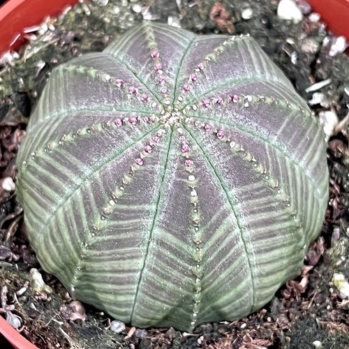 Euphorbia obesa baseball plant - euphorbia,