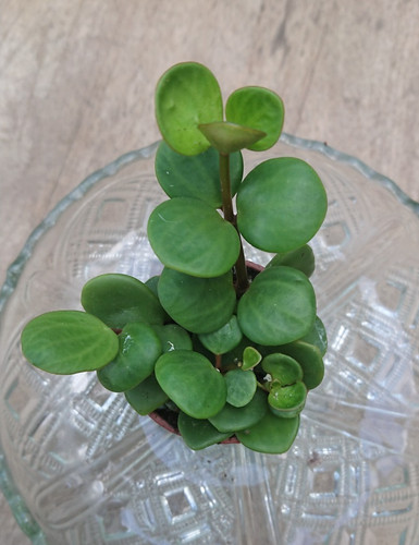 Peperomia hope 6cm pot - peperomia,