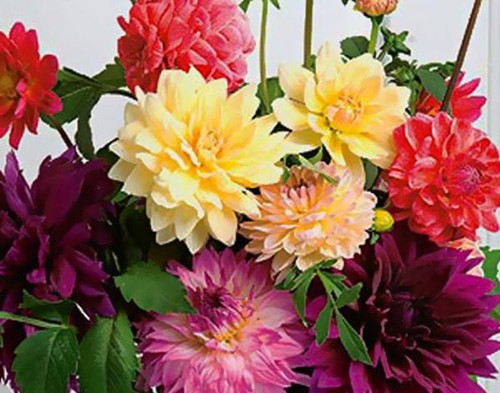 Bare root dahlia - bare, unwins