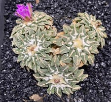 Sale Rare Cacti Ariocarpus kotschoubeyanus WYSIWYG Self Rooted Multi Heads