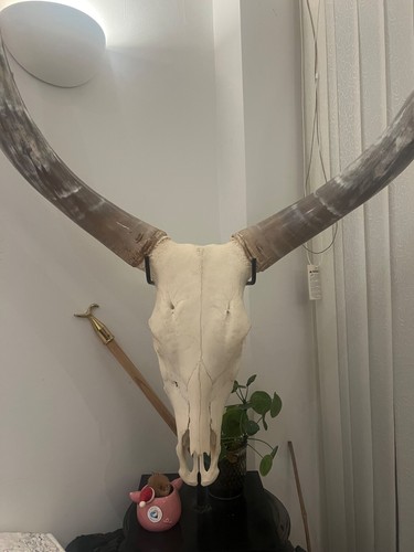 Bull cow horn skull - cow,